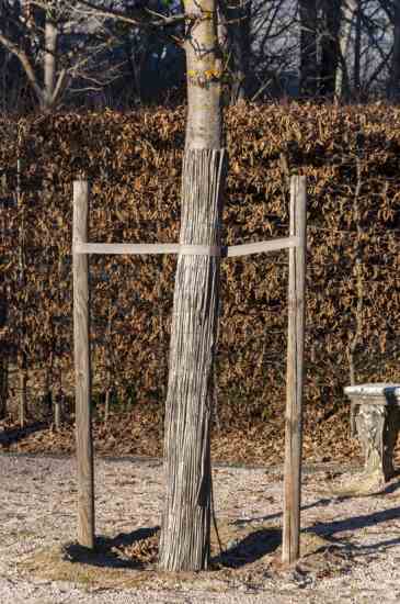 Securely staking a young tree is essential until the roots are established. The H-shaped stake is one of three common types of tree stake.